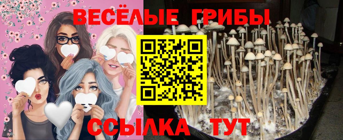 Псилоцибиновые грибы Psilocybine cubensis  наркотики  Вход с VPN  Приморско-Ахтарск  Галлюциногенные грибы Psilocybe 